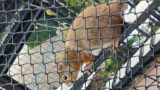 太陽🌞⑤ニホンリス・日本栗鼠★永遠之小愛・Japanese_squirrel・・・沖縄こどもの国・Okinawa Zoo \u0026 Museum(20210407)