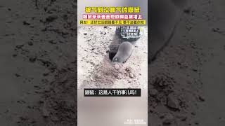 #搞笑 #动物 🤣 鼹鼠：“这土怎么推不完？”