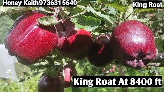 #King_Roat At 8400 ft King roat apple