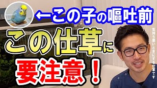 【質問コーナー】インコ 発情期はいつまで続くの？2カ月１回のペースでたまごを産む。これは発情しすぎ？文鳥　爪切りはどこまでするのがいいの？インコ　よく吐く仕草をする。。大丈夫などに答えました！