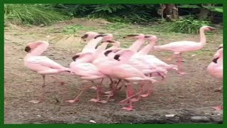 A flock of flamingos performs the graceful courtship dance, the most popular clip on Instagram