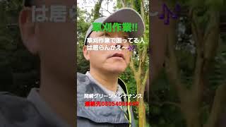 茨城県　水戸市　笠間市　草刈作業　伸び過ぎの草　どうしよう？　雨の日の草刈作業　庭の枝切り　剪定　伐採　切株除去#shorts