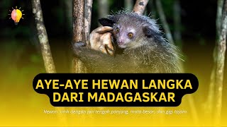 Aye-Aye, Hewan Ajaib dari Hutan Terlarang di Pulau Madagaskar!