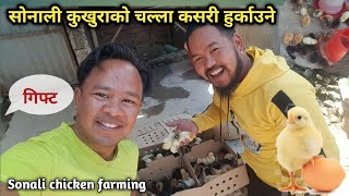 सोनली कुखुरा को चल्ला धमाधम बजारमा  - Sonali chicken farming in Nepal - Desi Poultry farming