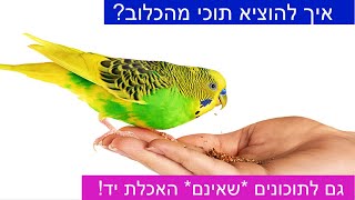 איך לשחרר את התוכי מהכלוב