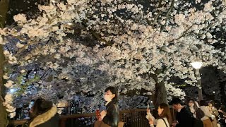 4K HDR【Tokyo Walk 11】Nakameguro 中目黒 夜桜