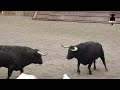 desencajonamiento de toros en azpeitia