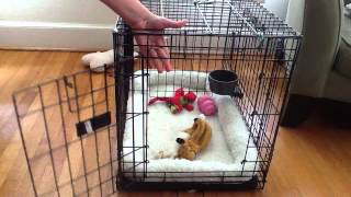 Top Paw Folding Double Door Crate