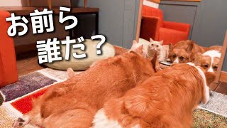 私「それ、自分が映ってるんだよ」犬猫「………」