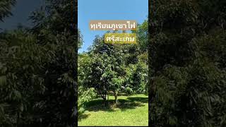 ทุเรียนภูเขาไฟ #ทุเรียน#ศรีสะเกษ#ทุเรียนภูเขาไฟ