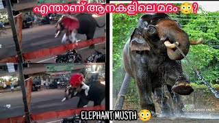 എന്താണ് ആനകളിലെ നീരുകാലം അല്ലങ്കിൽ മദപ്പാട്  ?😳    ELEPHANT MUSTH?