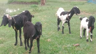 Assam goat farming ছাগলী for sale হোব 9074493838 goat farming in assam