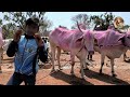 khillari bull s at kerur market