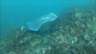 巨大エイとの遭遇2019.7.15(山口県周防大島「牛ヶ首海域公園」)