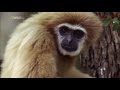 nat geo wild nature documentary wildlife animal discovery channel animals hd 2