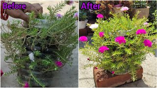 एक बार इस तरह से पोर्तुलका लगा लो , फूलों की कभी कमी नही होगी // How to Grow portulaca plants