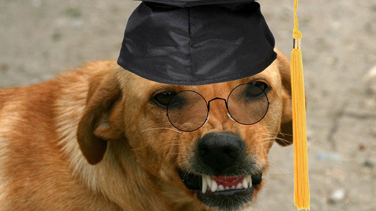 Cute Pets Funny Compilation 3 Youtube