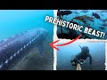 Unreal Snorkeling & Spearfishing on Vancouver island, BC! #canada #britishcolumbia #pnw