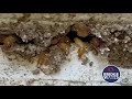 can subterranean termites eat concrete