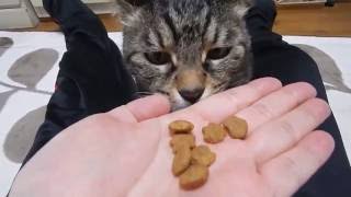 猫の猫による猫のための飯テロ動画