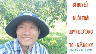 ĐỨC BVTV- Bí quyết Nuôi Quýt Đường Trái To, Nặng ký, Sum xuê  . (Hãy bấm đăng ký Kênh nhé)