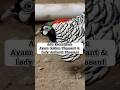 Ayam Hias Golden Pheasant & Lady Amherst Pheasant #pheasant #hewanpeliharaan #shorts