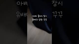 아빠 물어서 (미안)해요~ #퀘이커앵무송꾸꾸