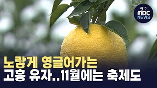 노랗게 영글어가는 고흥 유자...11월에는 축제도 (뉴스데스크 2024.10.29 광주MBC)