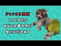 犬の避妊・去勢手術のメリット、デメリット！体験談も【関西弁をしゃべる犬】【おしゃべりペット】