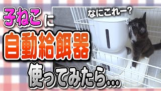 【初体験】ビビりの子猫にお留守番の練習で自動給餌器を使ってみたら...。