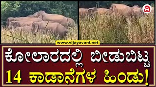 Herd Of Elephants In Mulabagilu, Kolar | ಕೋಲಾರದ ಮುಳಬಾಗಿಲಿನಲ್ಲಿ ಬೀಡುಬಿಟ್ಟ ಕಾಡಾನೆಗಳ ಹಿಂಡು