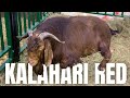 Goat Farming: The Kalahari Red Goat Breed #farming #goatfarming #meat