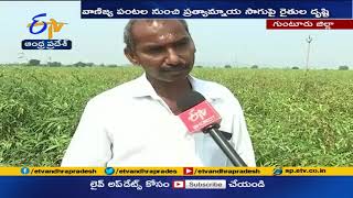 జనుము సాగు చేస్తున్న రైతులు | Guntur Farmers Yielding Profits by  Cultivating Jute