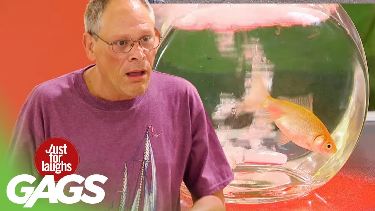 Best Pet Pranks Youtube