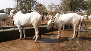 Bagalkot Ox and cow market