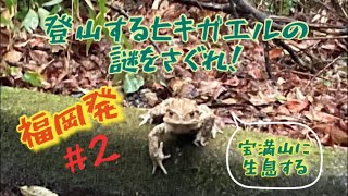 宝満山を山登りするヒキガエル #2