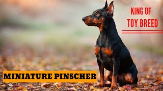 Miniature Pinscher Dog Breed Information / Min Pin Dog Malayalam #miniaturepinscher #kunjansmedia