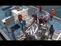 tuna fishing industry out of control