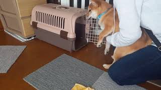 キャリーケースに入るの嫌がる柴犬