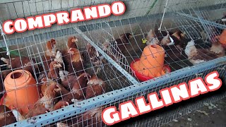 Comprando Gallinas en la Tienda: Mi Experiencia