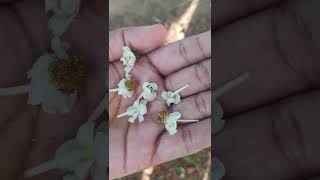 Thiruvali Thirunagari - Kannan Bhagavatar Pushpa Mala kainkaryam