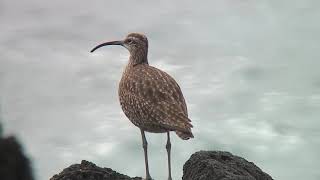 チュウシャクシギ（1）旅鳥（アラスカ・ノーム、舳倉島、石垣島、与那国島） - Whimbrel - Wild Bird - 野鳥 動画図鑑