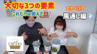 【多肉植物】大切3つの要素‼️風通し編🌬️初心向け‼️