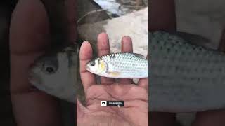 amazing 😍நாட்டு கண்டையா இது 😱#fish fishing tamil #shorts#treinding #1 #tamil fishing #soulparthi