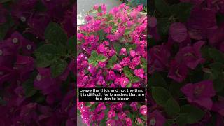 Bougainvillea Flowering Trick / Bougainvillea plants