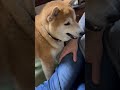 柴犬福 お菓子と聞いて反応する犬🤣hungry dog🤣 shorts shibainu tiktok 柴犬 funny meme 시바견 dog 댕댕이