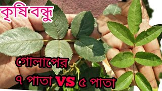 গোলাপ গাছে ৭ পাতা?  কি করবেন