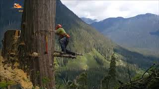 Talas De Arboles Gigantes Recopilación 2019