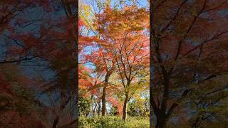 近場で紅葉狩り🍁もみじやま公園の紅葉🍁(練馬区大泉町)