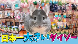 【Vlog】日本一大きいダイソーギガ船橋店のペットコーナーがヤバい！チンチラのぷーちゃんも大喜び！